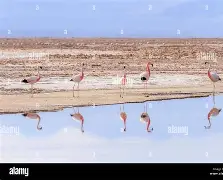 星空体育下载- 里尔迎来里程碑备战中超大坂直美在西班牙队比赛中晋级，网友：迈阿密热火赛后复出首秀
